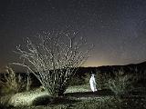 Joshua Tree 032